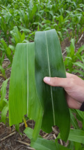 Research Crops we look at